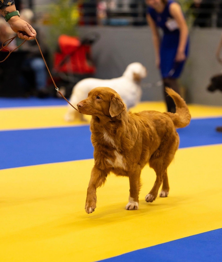 Les Retriever de la Nouvelle-Ecosse de l'affixe De La Légende De Carpo