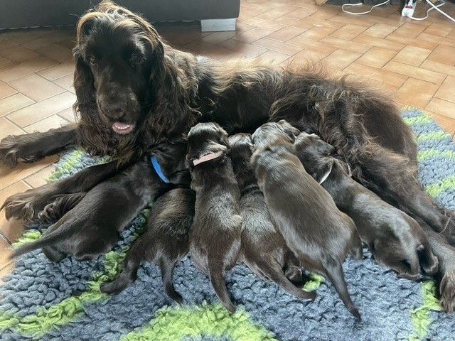 chiot Field Spaniel De La Légende De Carpo