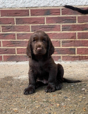 Brown Arlo
